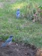 Birds on Marie's front lawn