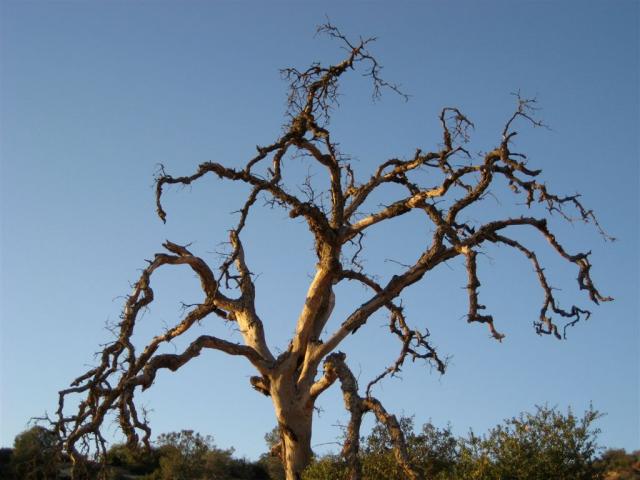 Creepy tree