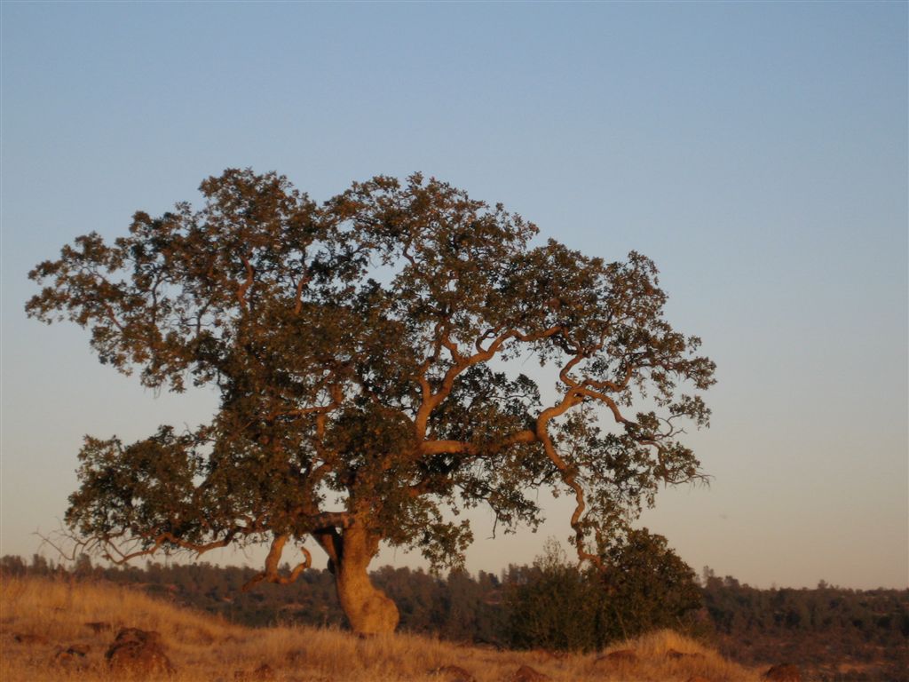 Nice trees