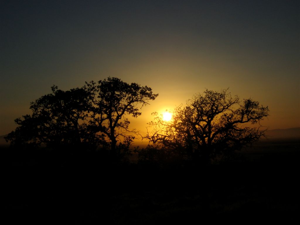 More nice trees in the sunset