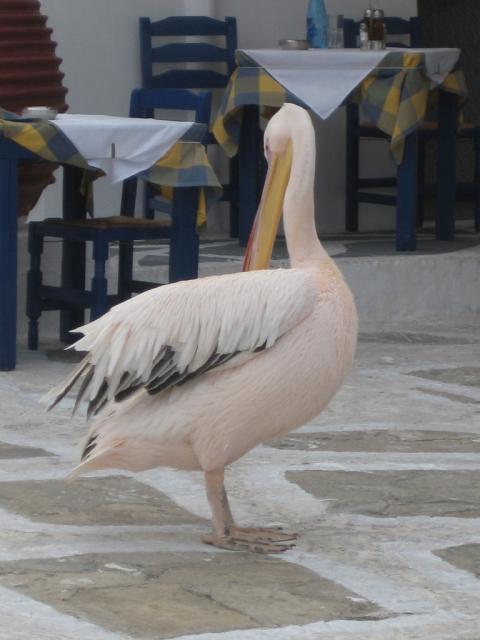 IMG_6974.JPG