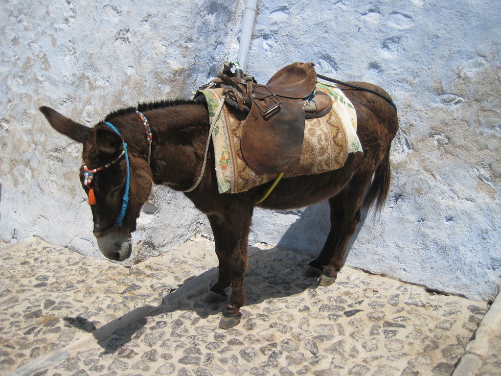 IMG_7465.JPG