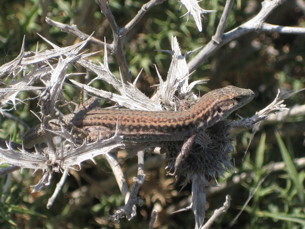 IMG_7496.JPG