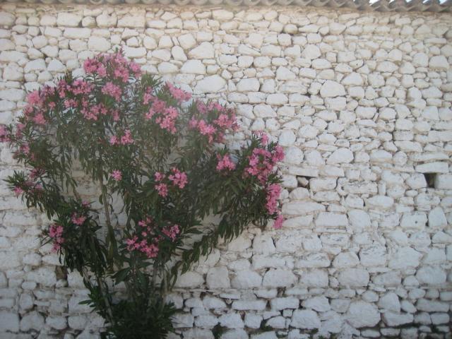 IMG_7865.JPG