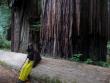 Resting by the huge trees