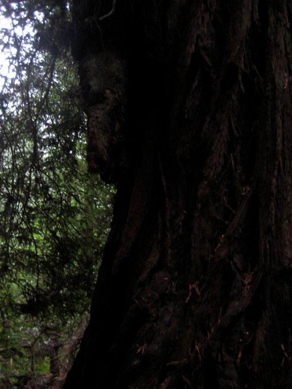 "Elephant tree"