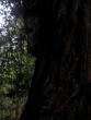 "Elephant tree"