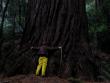 Tree hugger
