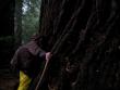 Tree hugger