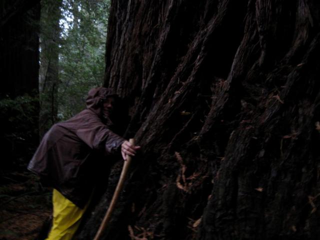 Tree hugger