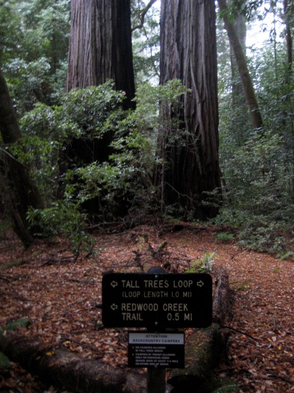 Finished the Tall Trees Loop