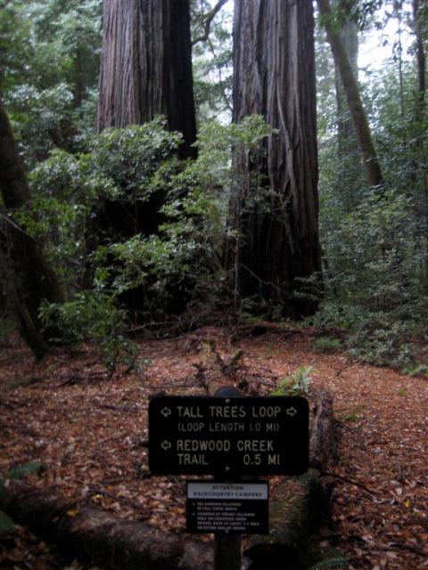 Finished the Tall Trees Loop