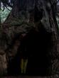 Huge hollowing left by fire