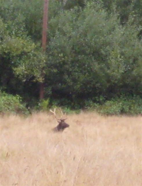 Elk!