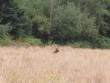 At Elk Meadows