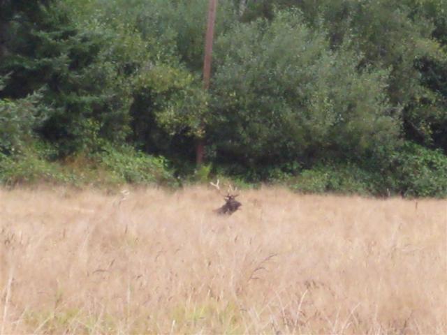 At Elk Meadows