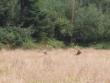 Only two Elks though
