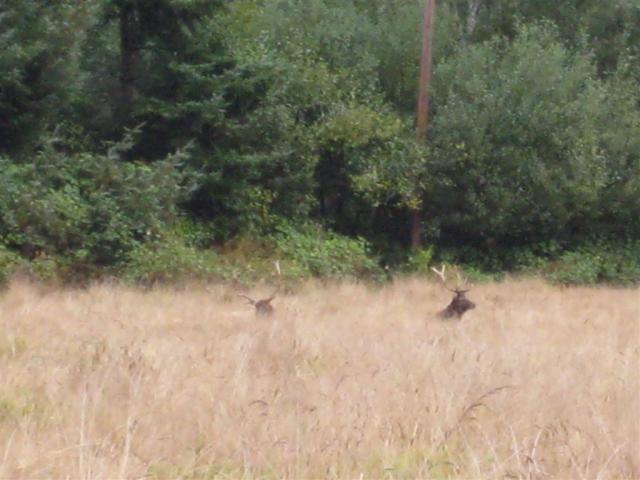 Only two Elks though