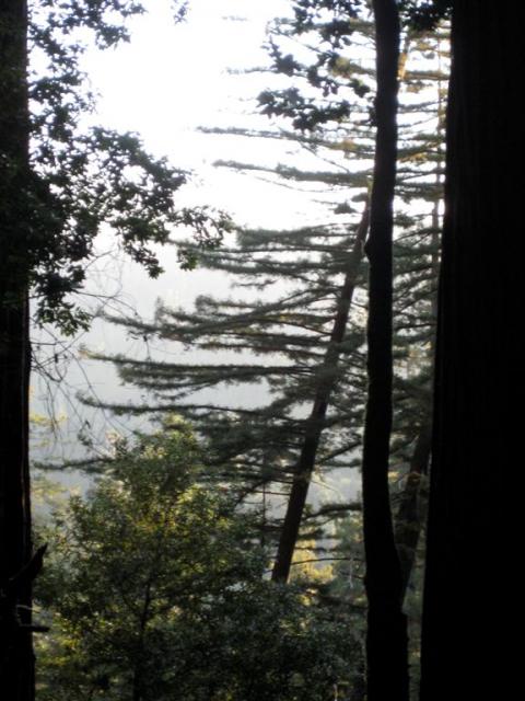 Pretty trees