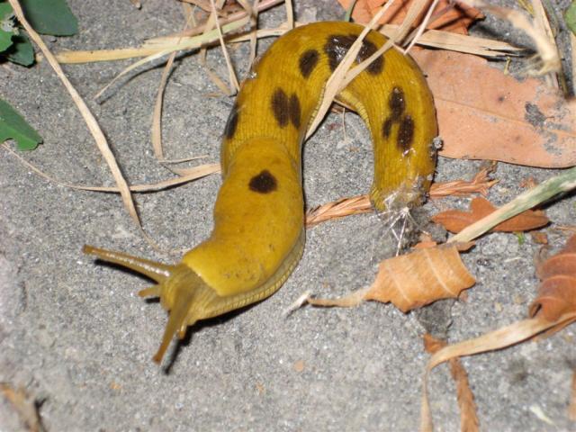 Slug again