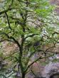 Mossy maples