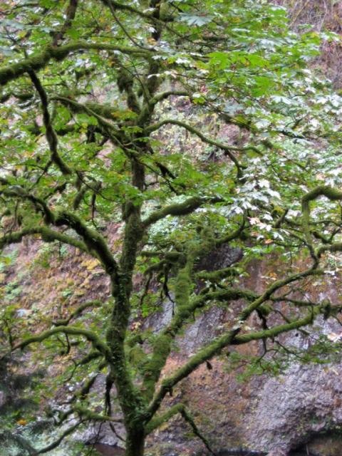 Mossy maples