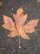 With large nice leaves