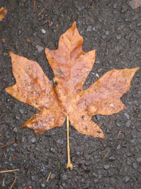 With large nice leaves