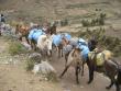 Horses generally used for transporting things through the mountains