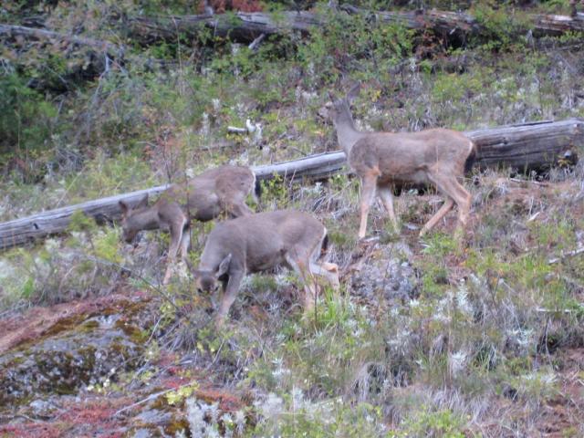 Some deer!