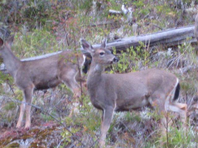 Black-tailed Deer