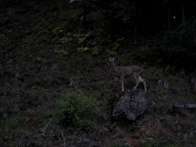 Flashing a deer.  :)