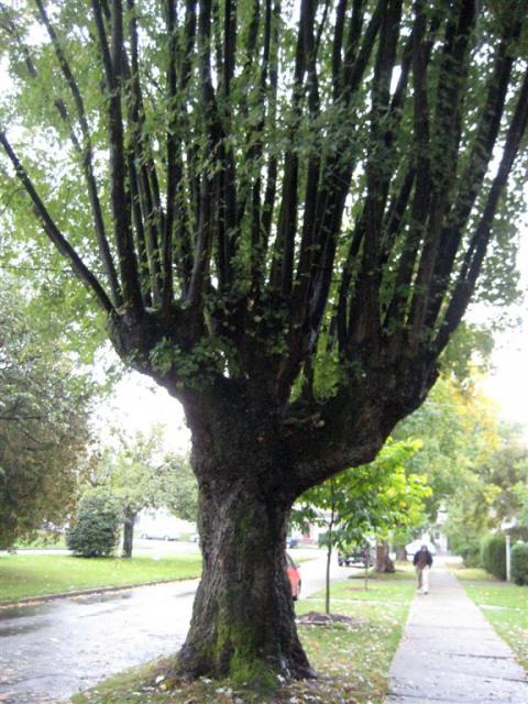 Scary hand tree