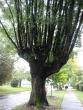 Scary hand tree
