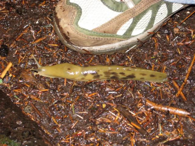 Slug!