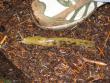 Slug!