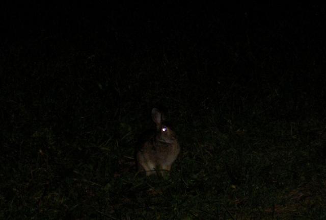 hehe bunny