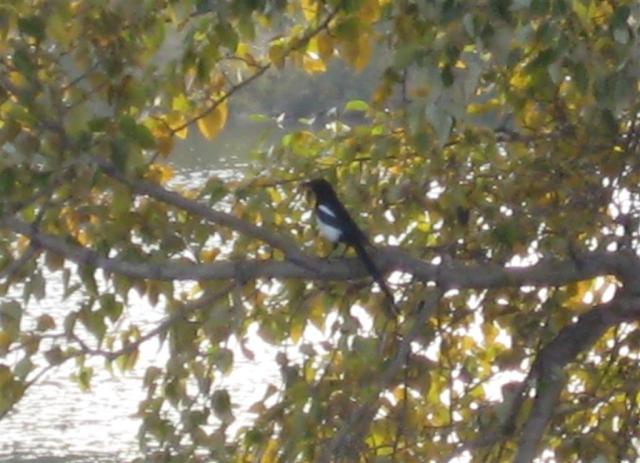 Bird at the motel