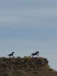 Cool horse statues on a higher viewpoint