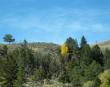 A lone golden tree