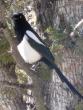 Tame magpies