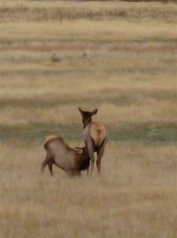 Elk feeding time!