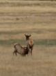 Elk feeding time!