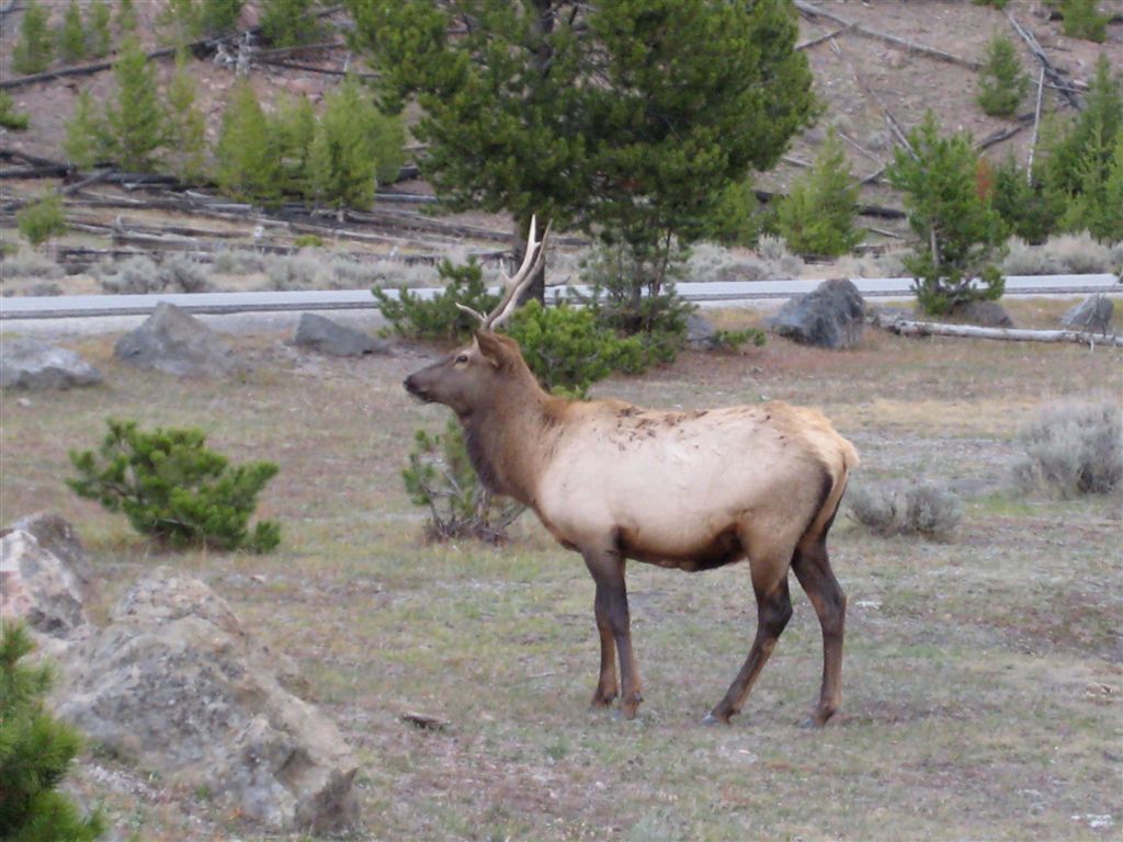 Elk buck