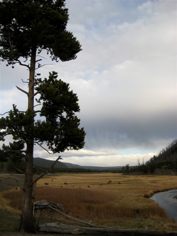 Tree and elk herd