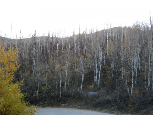 More birch