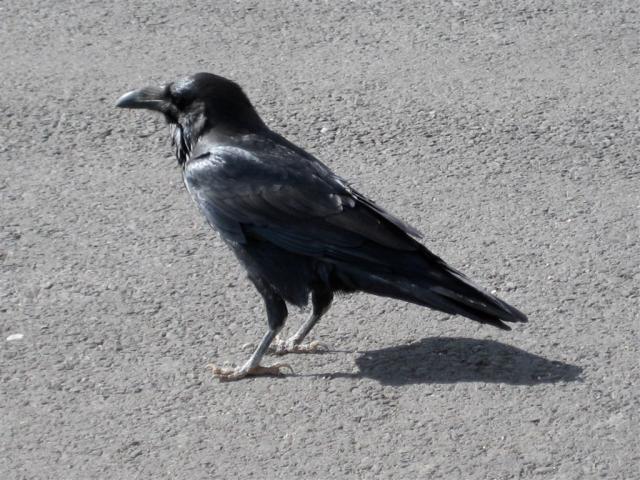Ravens everywhere