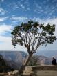 Cool tree and sky