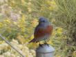 Awesomely close Bluebirds