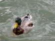 Mallard washing